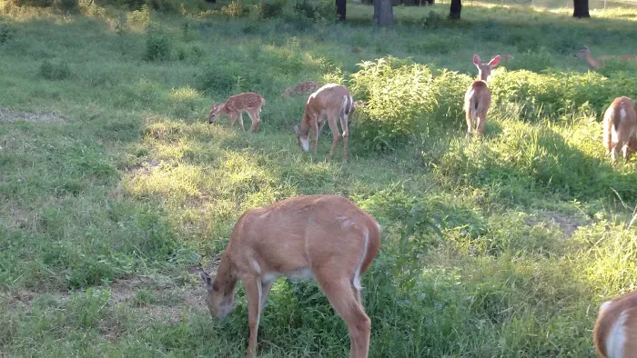 MacNider Campgrounds 5