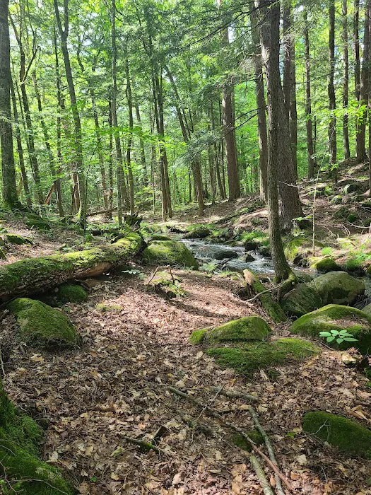 McClintock Campground 6
