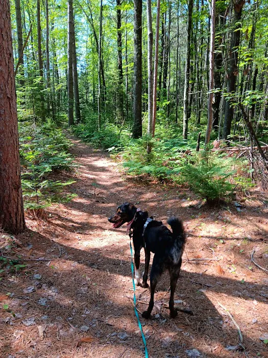 Cedar River North State Forest Campground 3