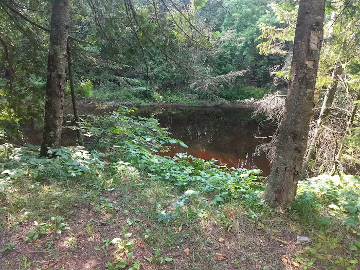 Cedar River North State Forest Campground 5