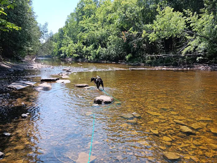 Cedar River North State Forest Campground 10