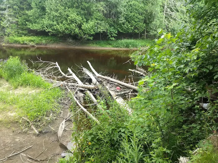 Cedar River North State Forest Campground 7