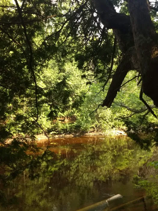 Cedar River North State Forest Campground 8