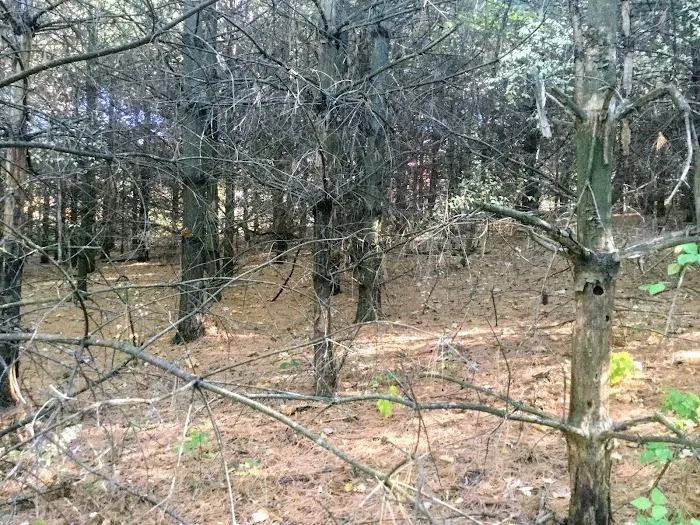 Kruger Campground 5