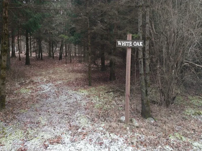 #7 White Oak camp site 1