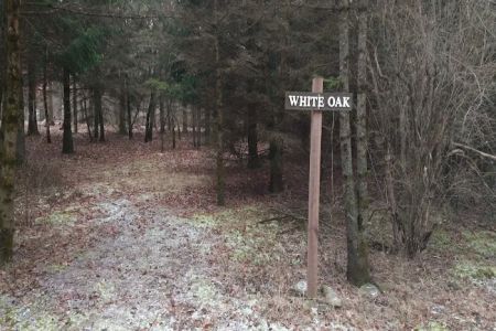 #7 White Oak camp site