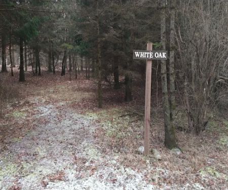 #7 White Oak camp site