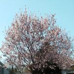 Meadowview Village mobile home park