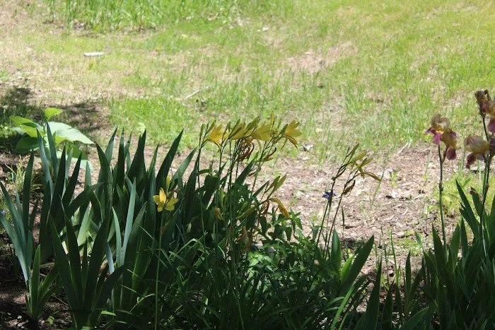 Ed H. Henning County Park 10