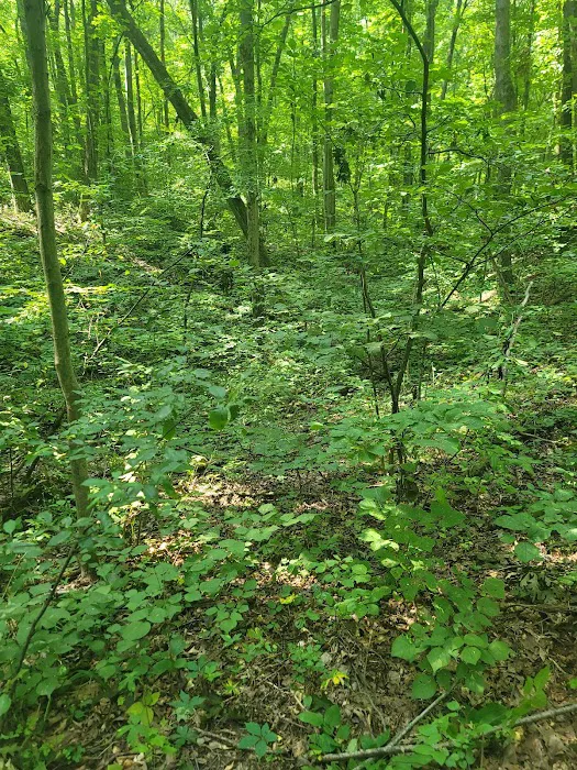 Green Lake Rustic Campground 8