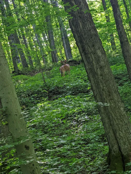 Deer Creek Campground 2