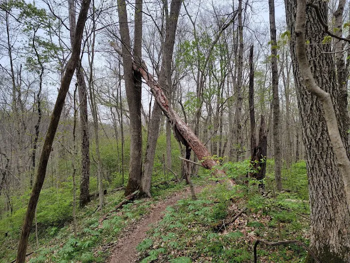 Hueston Woods State Park Campground 7