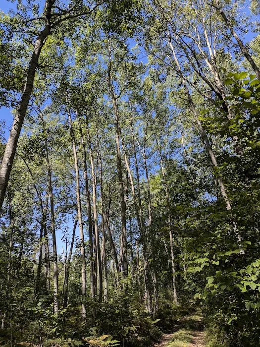 Sturgeon Bend Campground 2