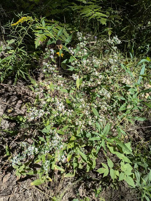 Sturgeon Bend Campground 6