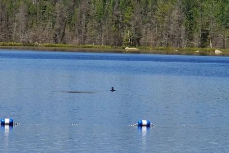 Morgan Lake Campground