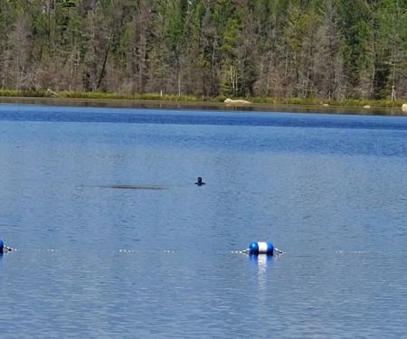 Morgan Lake Campground