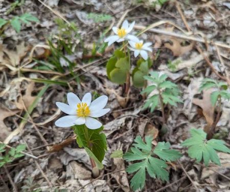 Zumbro Bottoms Horse Campground - North