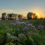 Prairie Flower Campground