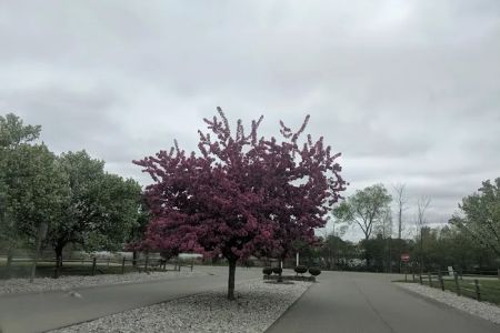 Nesen's Countryside Inc