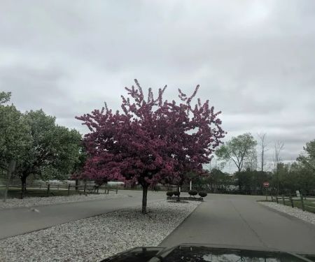 Nesen's Countryside Inc