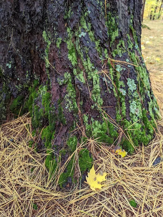 Pines Point Campground 4