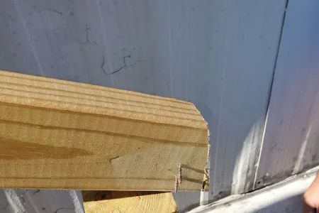 Evergreen Poplar