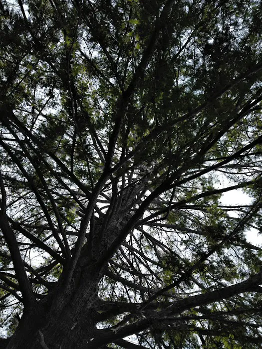 North Fork Campground 6
