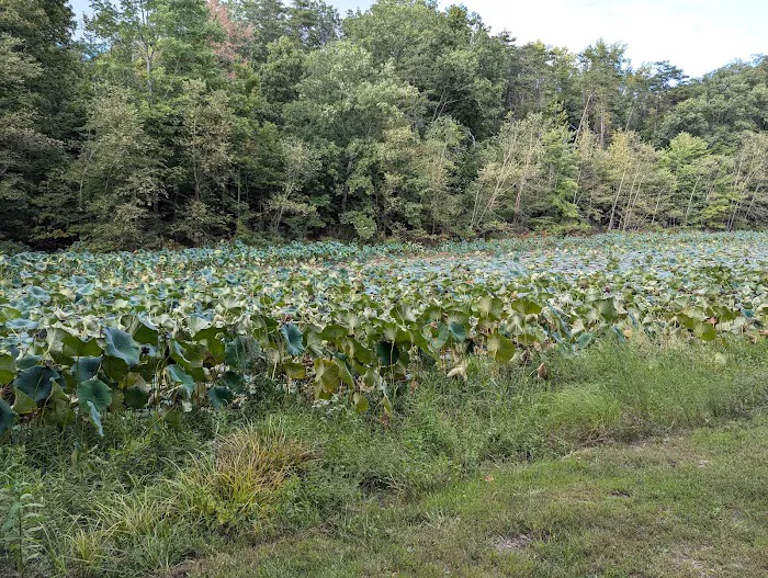 Hardy Lake Wooster Campground 3