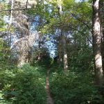 Cedar Ridge Backcountry Campsite