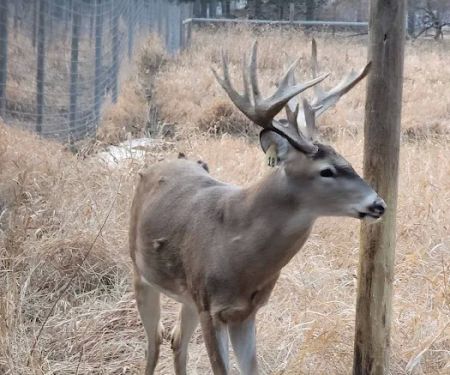 Chapman Lake Campgrounds(Showers)