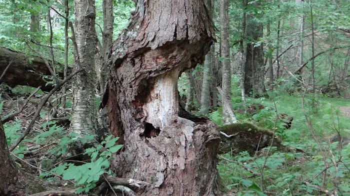Lost Lake Campground 10