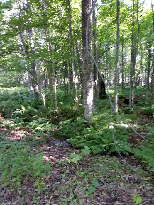 Perch Lake Campground 6