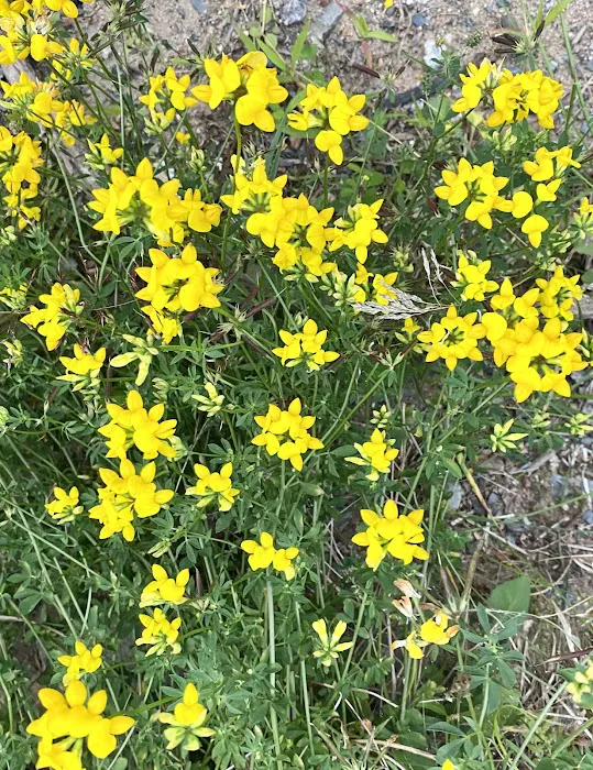 Camp Pontiac Campground LLC 4