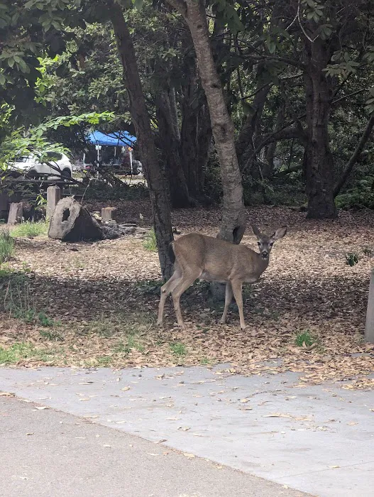 Eastwood Campground 8