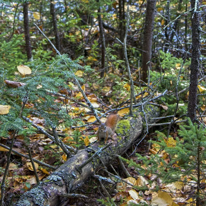 Wolf Lake Campsite 9