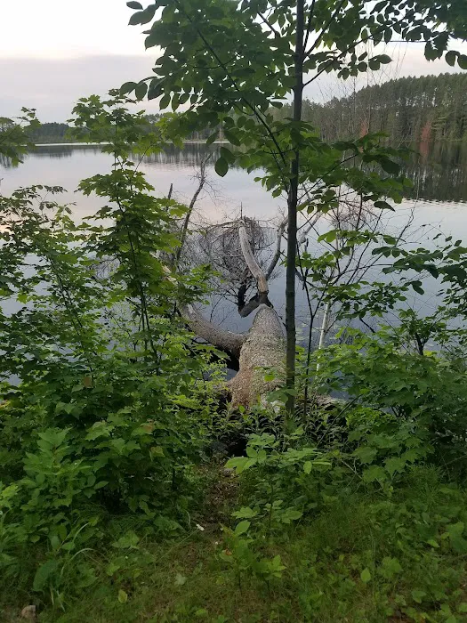 Wolf Lake Campsite 8