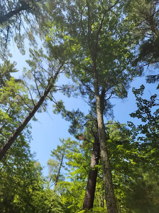 Laurel Lake Campground 6