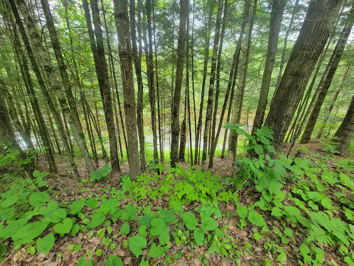 Cooper Dam Campground 9