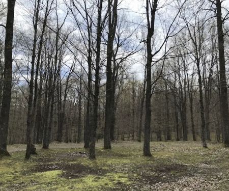 Chequamegon Waters Dispersed Recreation Area