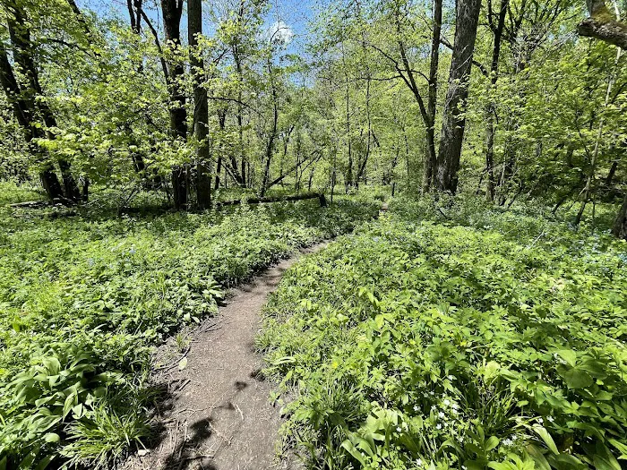 Carley State Park Campground 6
