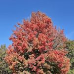 Cherry Glen Campground