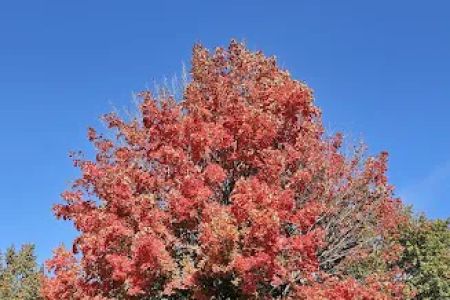 Cherry Glen Campground