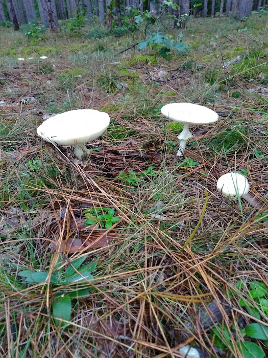 Minnie Pond Campground 9