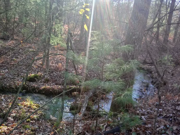 Minnie Pond Campground 6