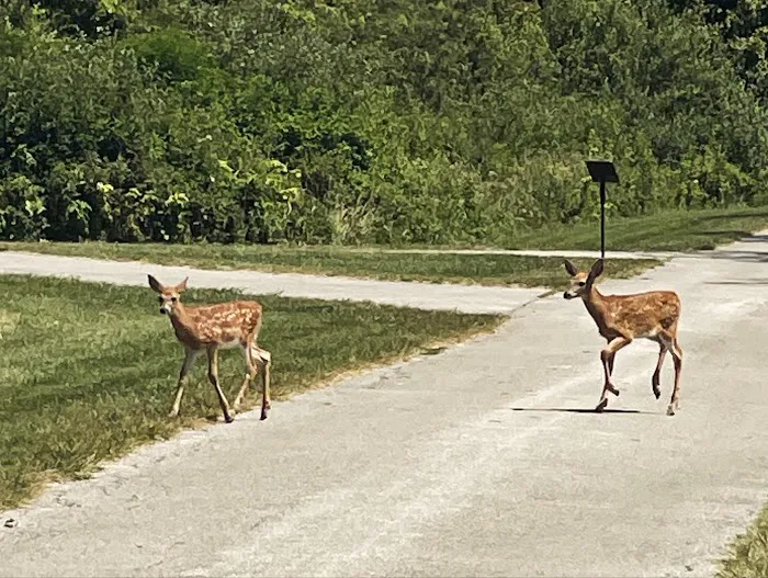 Maumee Bay State Park Campground 7