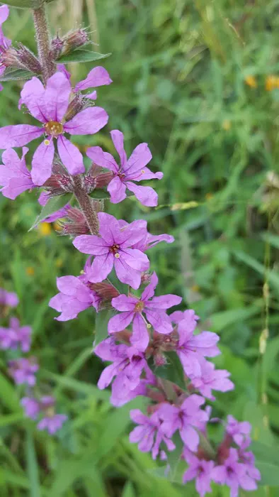 Saline Meadows 8