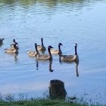 Bryan Lake Campgrounds
