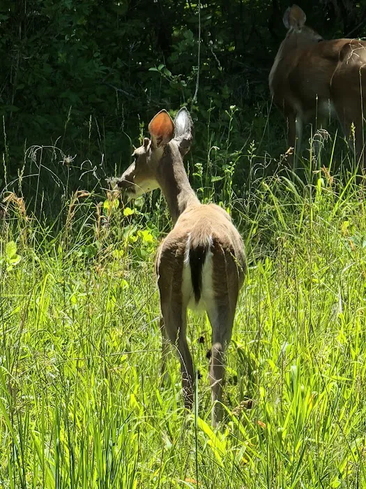 Babler State Park Campground 7