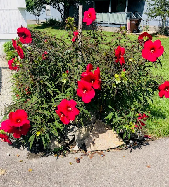 Fairfield Acres 8