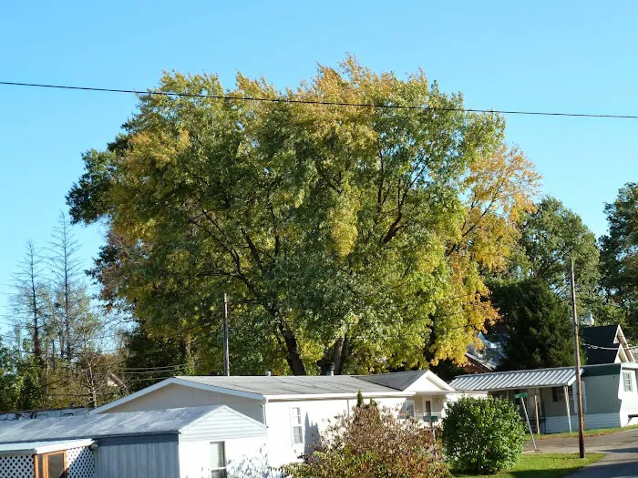 Hazelhurst Mobile Home Park 2